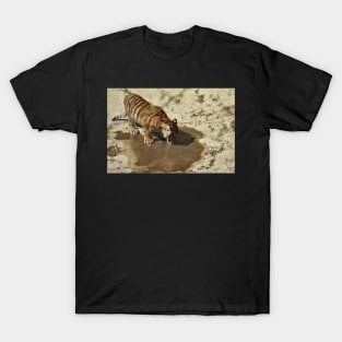 Tiger Cub Drinking T-Shirt